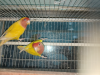 LOVE-BIRD